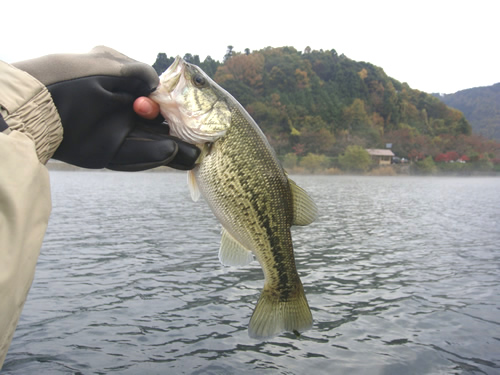 琵琶湖のバス釣りのポイント「大浦」