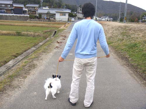 愛犬リム（パピヨン）の散歩
