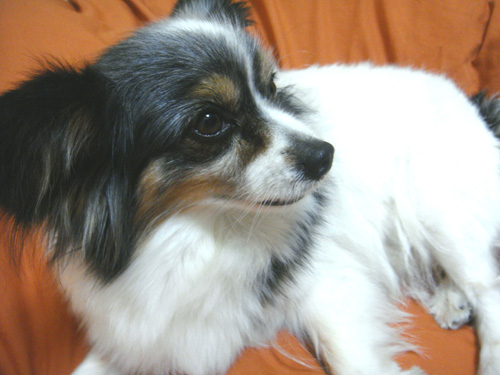 愛犬リム（パピヨン）の写真