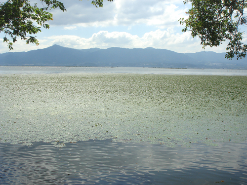 琵琶湖赤野井