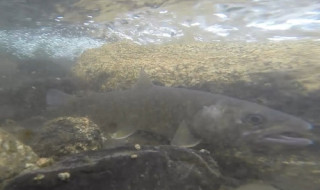 岩魚の水中撮影